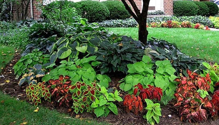 How to Plan and Create a Landscape Planting Bed