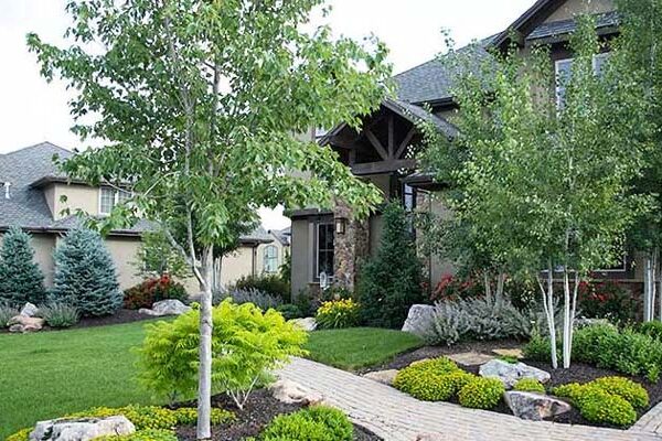 12 Common Types of Birch Trees You Should Grow in Your Garden