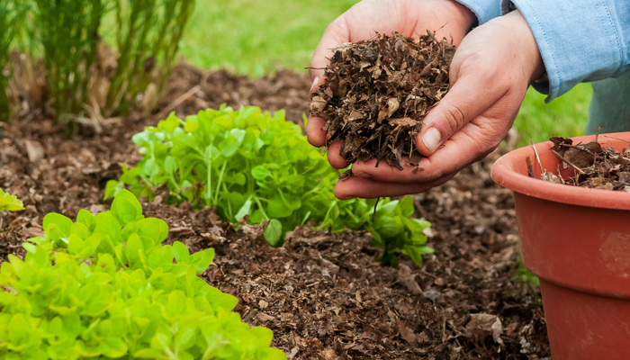 Winter-Proof Your Garden: How to Protect Plants from Frost and Cold