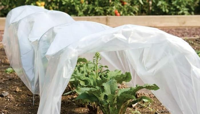 Keep Your Soil Alive: Winter Gardening Tips That Pay Off in Spring